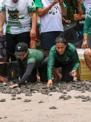 A Comunidade Enseada, na Reserva de Desenvolvimento Sustentável (RDS) do Uatumã, fez mais uma soltura de quelônios, devolvendo 18.079 filhotes de quelônios à natureza, no domingo (23). A soltura, que ocorre há 23 anos na Unidade de Conservação localizada entre São Sebastião do Uatumã (a 247 quilômetros de Manaus) e Itapiranga (a 227 quilômetros), é fruto de um trabalho comunitário apoiado pela Secretaria de Estado do Meio Ambiente (Sema).