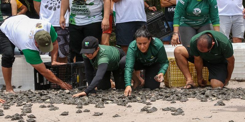 A Comunidade Enseada, na Reserva de Desenvolvimento Sustentável (RDS) do Uatumã, fez mais uma soltura de quelônios, devolvendo 18.079 filhotes de quelônios à natureza, no domingo (23). A soltura, que ocorre há 23 anos na Unidade de Conservação localizada entre São Sebastião do Uatumã (a 247 quilômetros de Manaus) e Itapiranga (a 227 quilômetros), é fruto de um trabalho comunitário apoiado pela Secretaria de Estado do Meio Ambiente (Sema).