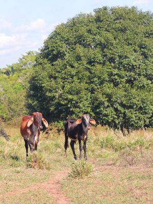 Estão abertas as inscrições para o curso “Boas Práticas no Manejo de Cria na Pecuária”, que será realizado pelo Instituto de Desenvolvimento Agropecuário e Florestal Sustentável do Estado do Amazonas (Idam), em Itapiranga (distante 227 quilômetros da capital). A capacitação acontece nos dias 7, 8 e 9 de julho.