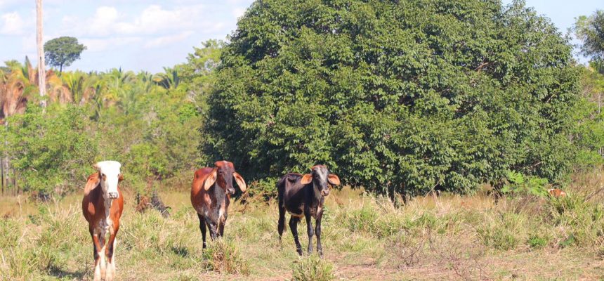 Estão abertas as inscrições para o curso “Boas Práticas no Manejo de Cria na Pecuária”, que será realizado pelo Instituto de Desenvolvimento Agropecuário e Florestal Sustentável do Estado do Amazonas (Idam), em Itapiranga (distante 227 quilômetros da capital). A capacitação acontece nos dias 7, 8 e 9 de julho.